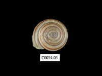 藏品(班卡拉蝸牛)的圖片